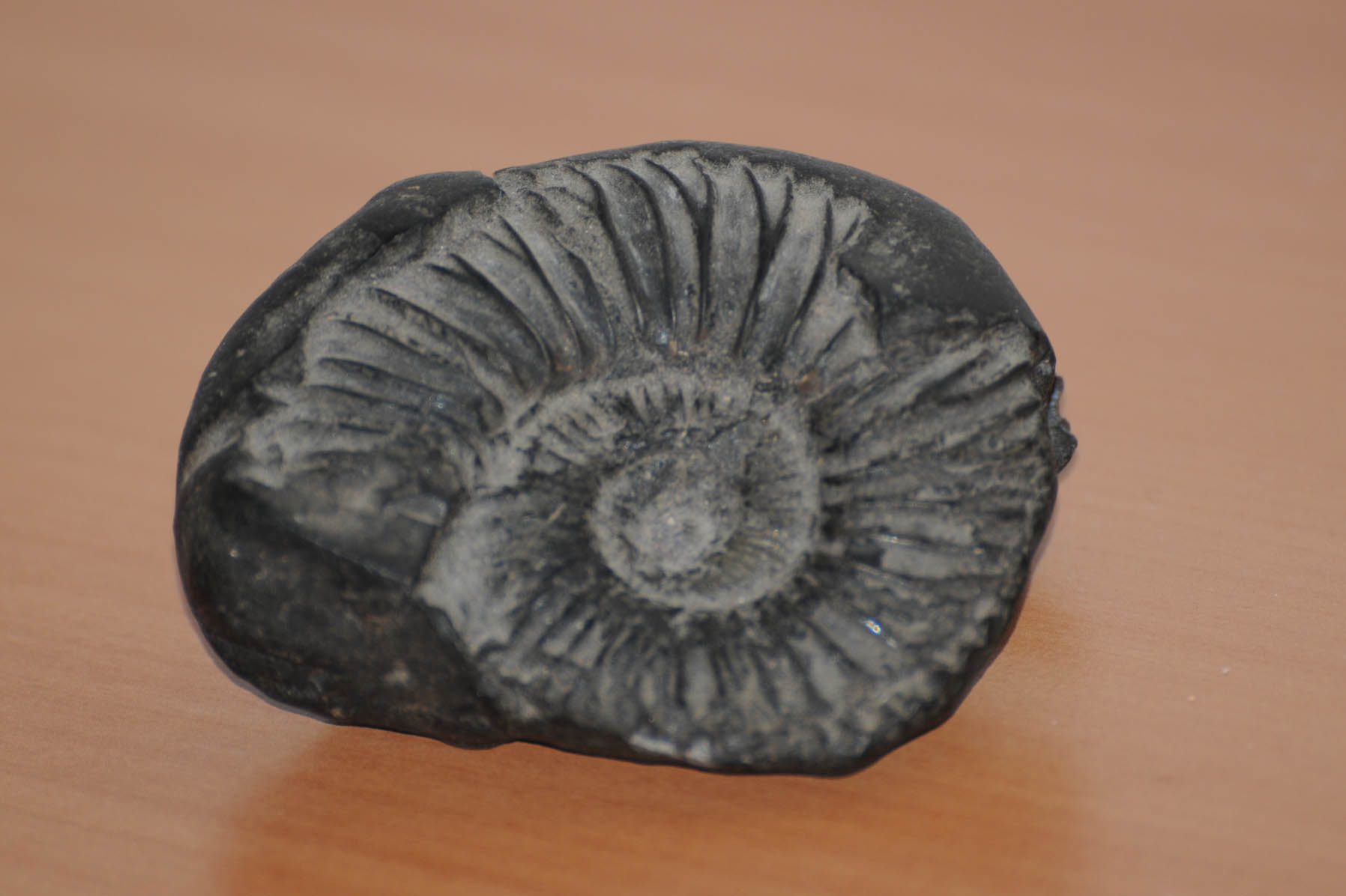 Nome: Ammonite / Luogo: India
