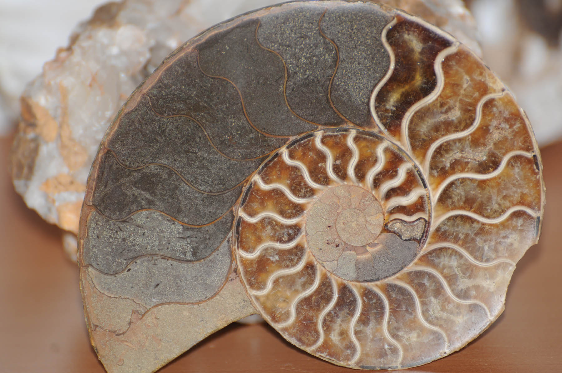 Nome: Ammonite / Luogo: Madagascar